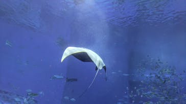沖縄美ら海水族館に投稿された画像（2025/1/30）
