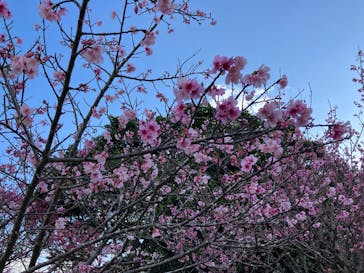 今帰仁城跡に投稿された画像（2025/1/30）