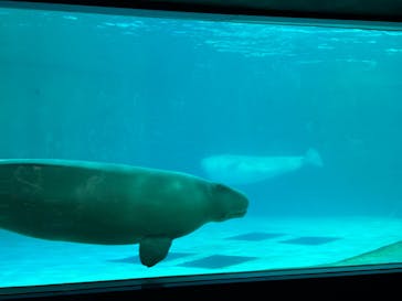 鴨川シーワールドに投稿された画像（2025/1/30）