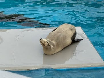 鴨川シーワールドに投稿された画像（2025/1/30）