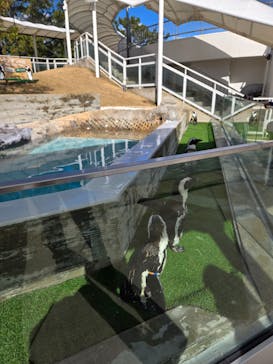 マリンワールド海の中道に投稿された画像（2025/1/30）