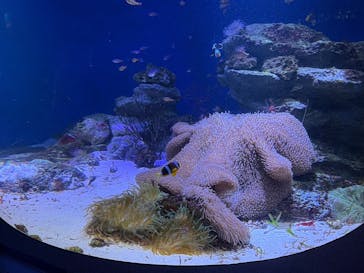 新江ノ島水族館に投稿された画像（2025/1/30）