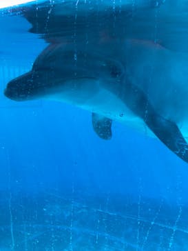 新江ノ島水族館に投稿された画像（2025/1/30）