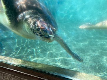 新江ノ島水族館に投稿された画像（2025/1/30）