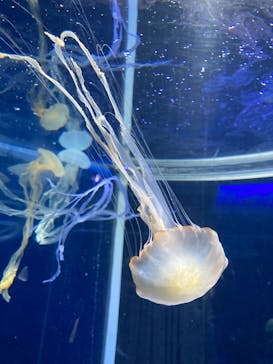 新江ノ島水族館に投稿された画像（2025/1/30）