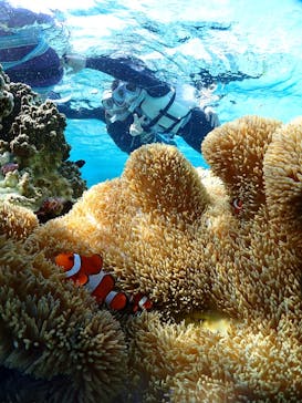 初心者専門宮古島シュノーケリングツアーに投稿された画像（2025/1/30）