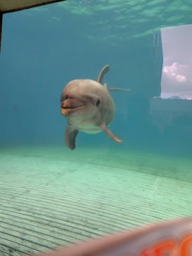 越前松島水族館に投稿された画像（2025/1/30）
