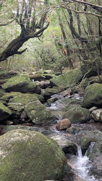 Yamakara屋久島に投稿された画像（2025/1/30）