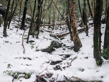 Yamakara屋久島に投稿された画像（2025/1/30）