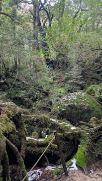 Yamakara屋久島に投稿された画像（2025/1/30）