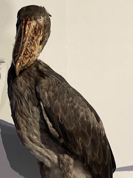 特別展「鳥 ～ゲノム解析が解き明かす新しい鳥類の系統～」国立科学博物館に投稿された画像（2025/1/30）