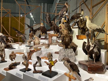 特別展「鳥 ～ゲノム解析が解き明かす新しい鳥類の系統～」国立科学博物館に投稿された画像（2025/1/30）