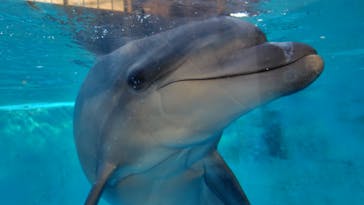 下田海中水族館に投稿された画像（2025/1/30）