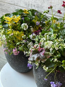 leaf&flower Scent of Gardeniaに投稿された画像（2025/1/30）