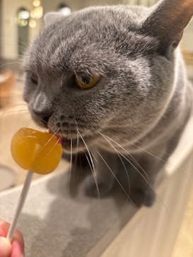猫カフェモカ　イオンモール高崎店に投稿された画像（2025/1/30）