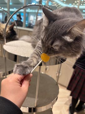 猫カフェモカ　イオンモール高崎店に投稿された画像（2025/1/30）