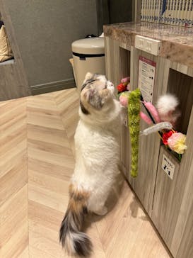 猫カフェモカ　イオンモール高崎店に投稿された画像（2025/1/30）