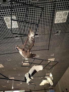 特別展「鳥 ～ゲノム解析が解き明かす新しい鳥類の系統～」国立科学博物館に投稿された画像（2025/1/30）