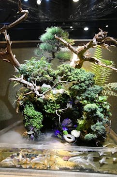 UWS AQUARIUM GA☆KYOに投稿された画像（2025/1/30）