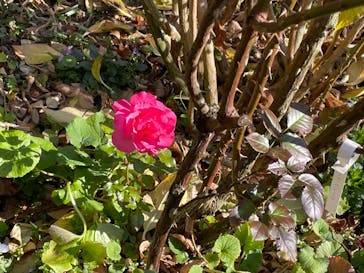 横浜イングリッシュガーデンに投稿された画像（2025/1/30）