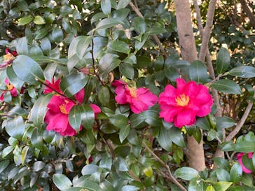 横浜イングリッシュガーデンに投稿された画像（2025/1/30）