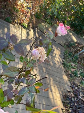 横浜イングリッシュガーデンに投稿された画像（2025/1/30）