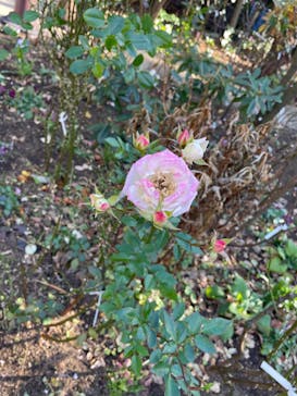 横浜イングリッシュガーデンに投稿された画像（2025/1/30）