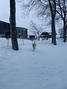 黒姫高原スノーパーク・KUROHIME GREEN GARDENに投稿された画像（2025/1/31）