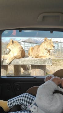 那須サファリパークに投稿された画像（2025/1/31）