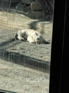 東武動物公園に投稿された画像（2025/1/31）
