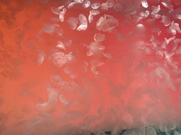 アクアワールド茨城県大洗水族館に投稿された画像（2025/1/31）