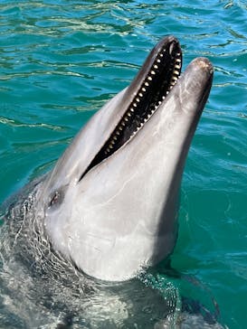 下田海中水族館に投稿された画像（2025/1/31）