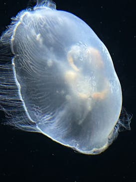 伊豆・三津シーパラダイスに投稿された画像（2025/1/31）