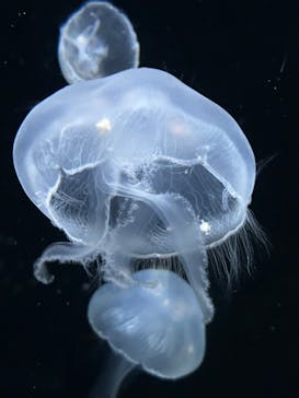 伊豆・三津シーパラダイスに投稿された画像（2025/1/31）