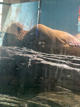 伊豆・三津シーパラダイスに投稿された画像（2025/1/31）