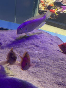 伊豆・三津シーパラダイスに投稿された画像（2025/1/31）