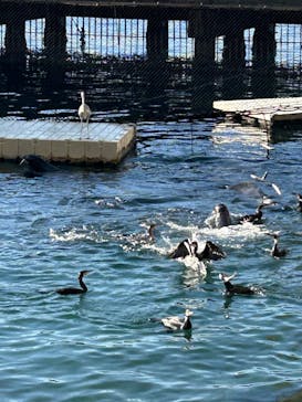 伊豆・三津シーパラダイスに投稿された画像（2025/1/31）