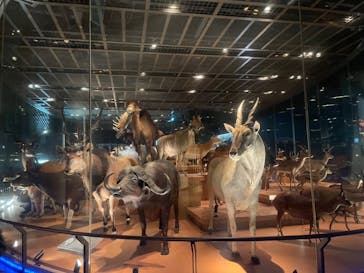 国立科学博物館に投稿された画像（2025/1/31）