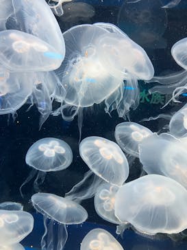 しながわ水族館に投稿された画像（2025/1/31）