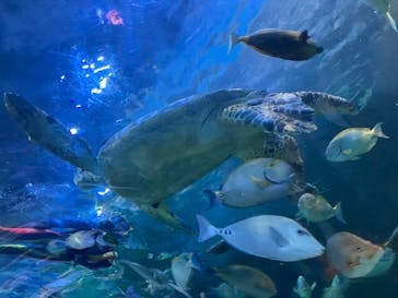 しながわ水族館に投稿された画像（2025/1/31）