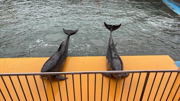 越前松島水族館に投稿された画像（2025/1/31）