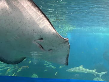 越前松島水族館に投稿された画像（2025/1/31）