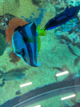 越前松島水族館に投稿された画像（2025/1/31）