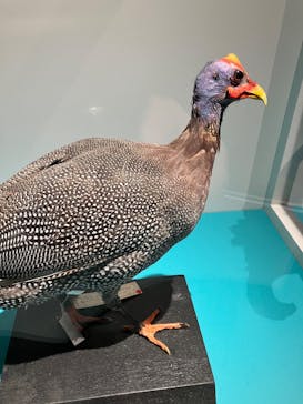 特別展「鳥 ～ゲノム解析が解き明かす新しい鳥類の系統～」国立科学博物館に投稿された画像（2025/1/31）