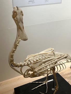 特別展「鳥 ～ゲノム解析が解き明かす新しい鳥類の系統～」国立科学博物館に投稿された画像（2025/1/31）
