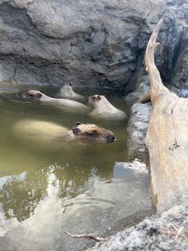 神戸どうぶつ王国に投稿された画像（2025/1/31）