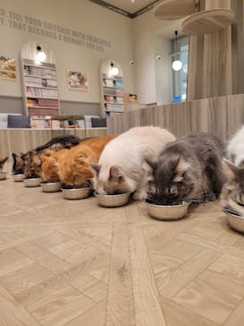 猫カフェモカ　イオンモール高崎店に投稿された画像（2025/1/31）