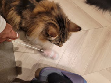 猫カフェモカ　イオンモール高崎店に投稿された画像（2025/1/31）