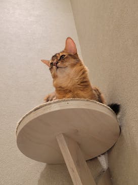 猫カフェモカ　イオンモール高崎店に投稿された画像（2025/1/31）