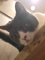 猫カフェモカ　イオンモール高崎店に投稿された画像（2025/1/31）